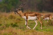 Blackbuck | Verified Journalism Press A male blackbuck is photographed in Nepal, illustrating a story about Bollywood and legal takedown orders.