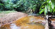 Guyana Rainforest Stream - panoramio