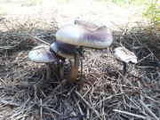 Psilocybe Cubensis Imire (Psilocybe Cubensis Zimbabwe) 9